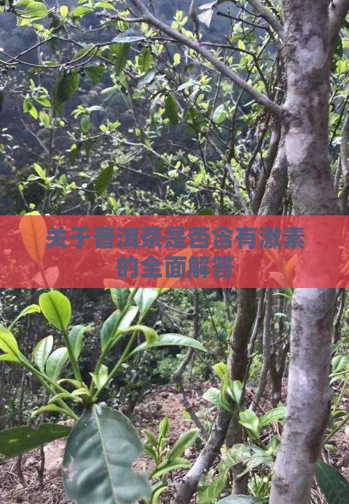 关于普洱茶是否含有激素的全面解答