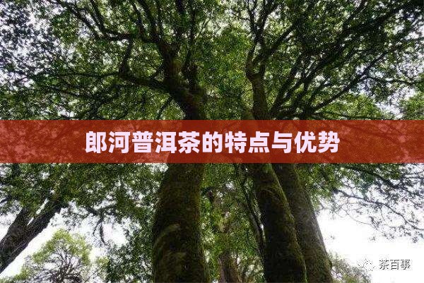 郎河普洱茶的特点与优势