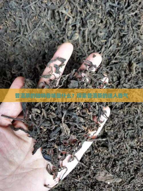 普洱茶的独特香味是什么？探索普洱茶的迷人香气