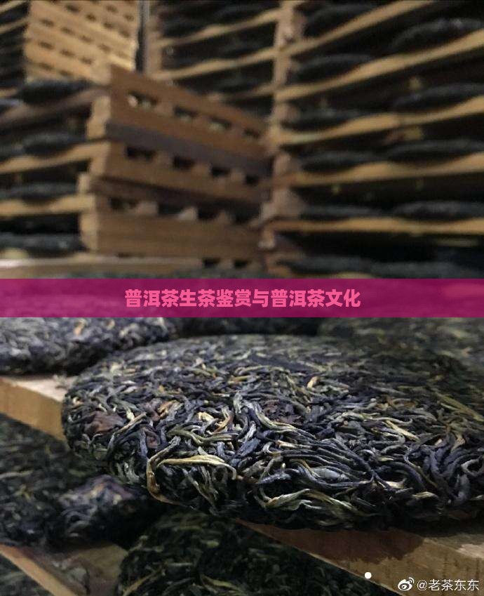 普洱茶生茶鉴赏与普洱茶文化