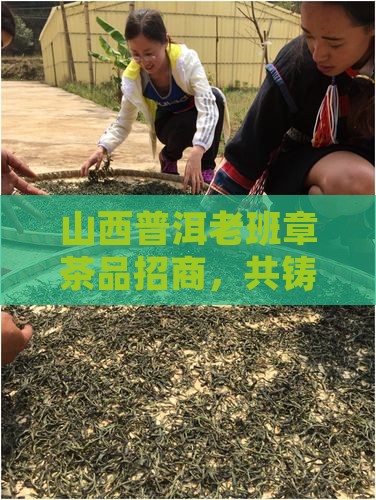 山西普洱老班章茶品招商，共铸普洱茶辉煌