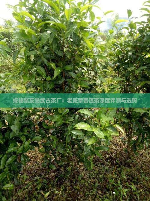 探秘聚友易武古茶厂：老班章普洱茶深度评测与选购