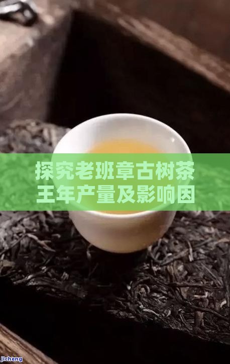 探究老班章古树茶王年产量及影响因素解析
