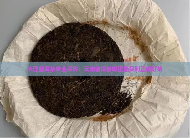 大理普洱茶专业采购：云南普洱茶哪里能买到正宗好茶