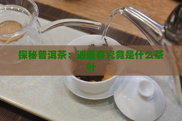 探秘普洱茶：逍遥客究竟是什么茶叶