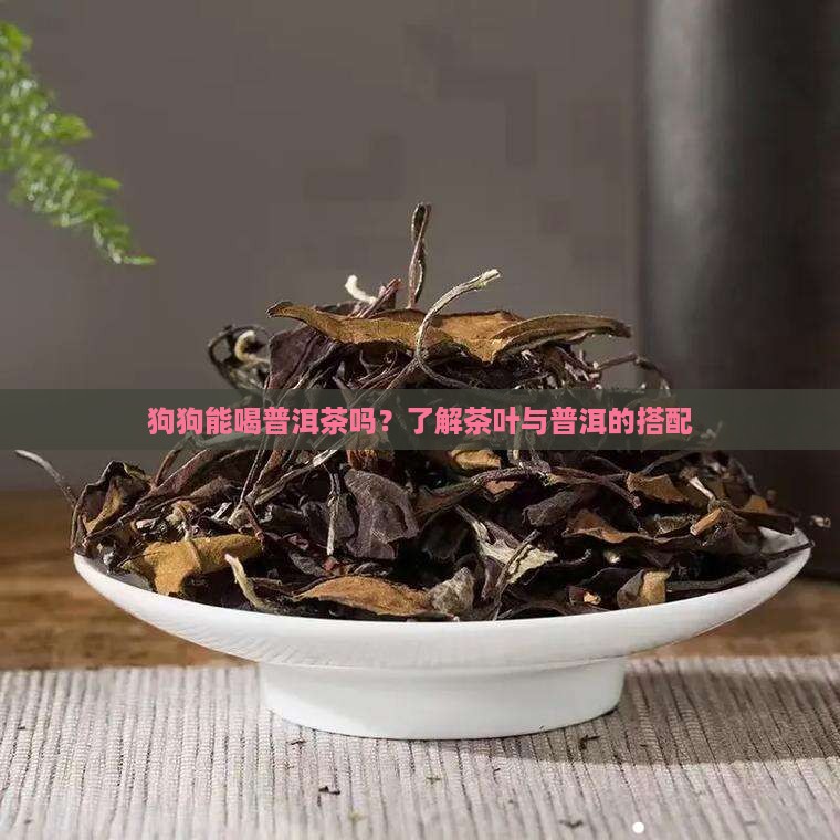狗狗能喝普洱茶吗？了解茶叶与普洱的搭配