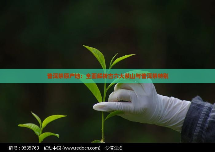 普洱茶原产地：全面解析古六大茶山与普洱茶特别