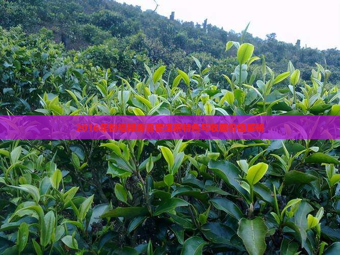 2016年份福禄寿喜普洱茶特色与收藏价值解析