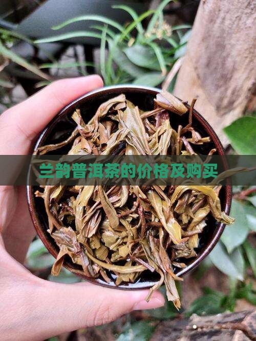 兰韵普洱茶的价格及购买