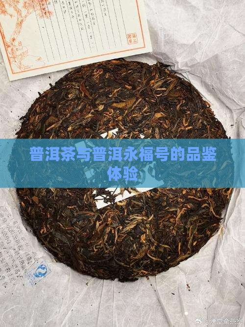 普洱茶与普洱永福号的品鉴体验