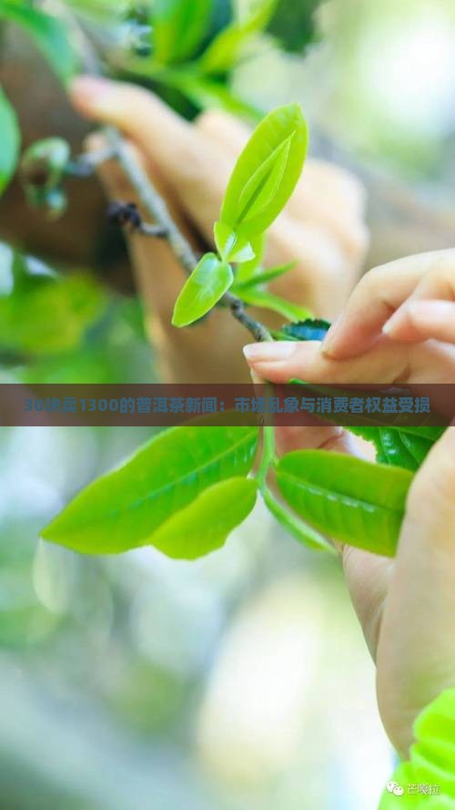 30块卖1300的普洱茶新闻：市场乱象与消费者权益受损