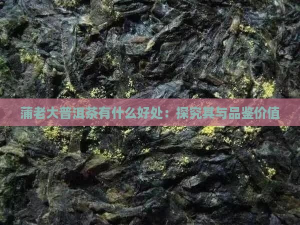 蒲老大普洱茶有什么好处：探究其与品鉴价值