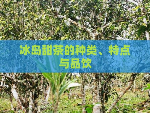 冰岛甜茶的种类、特点与品饮