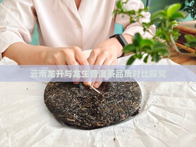 云南龙升与龙生普洱茶品质对比探究