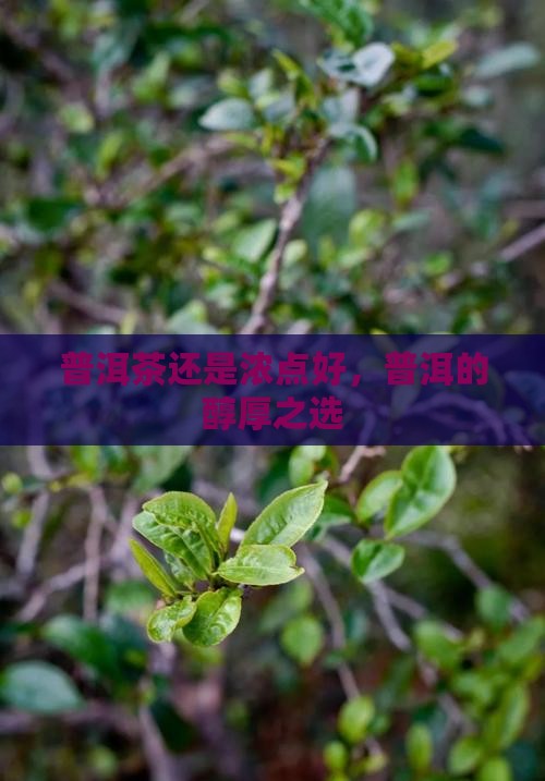 普洱茶还是浓点好，普洱的醇厚之选