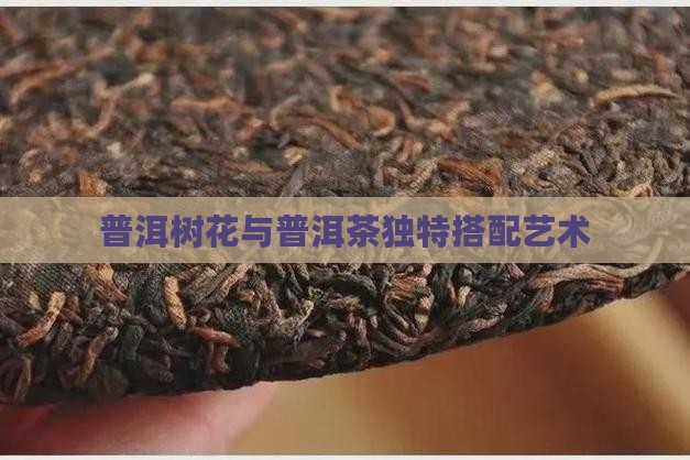 普洱树花与普洱茶独特搭配艺术