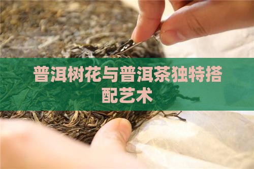 普洱树花与普洱茶独特搭配艺术