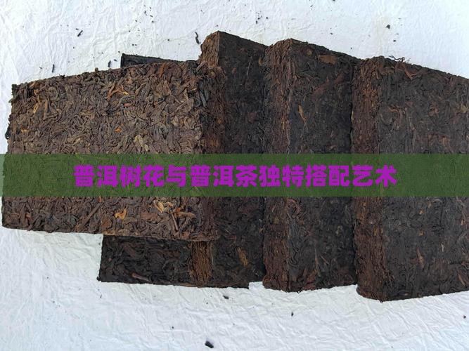 普洱树花与普洱茶独特搭配艺术