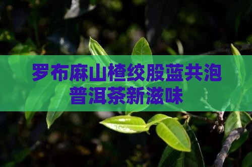罗布麻山楂绞股蓝共泡普洱茶新滋味