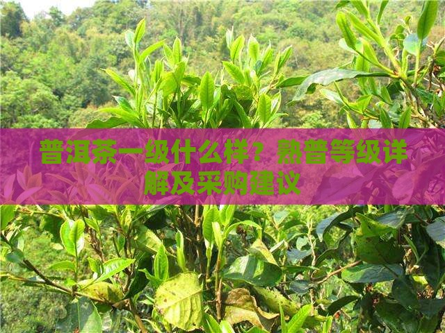 普洱茶一级什么样？熟普等级详解及采购建议