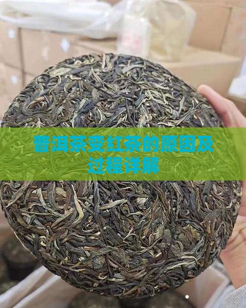 普洱茶变红茶的原因及过程详解