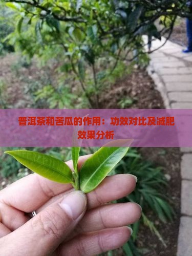 普洱茶和苦瓜的作用：功效对比及减肥效果分析