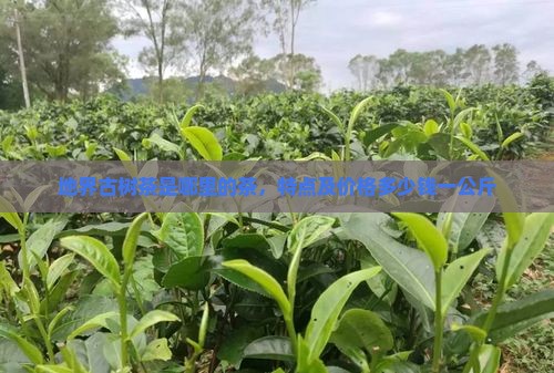 地界古树茶是哪里的茶，特点及价格多少钱一公斤