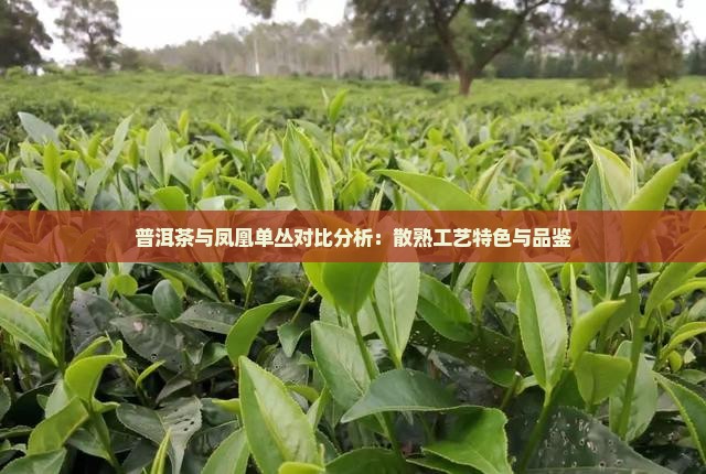普洱茶与凤凰单丛对比分析：散熟工艺特色与品鉴