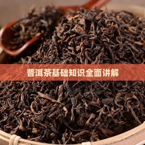普洱茶基础知识全面讲解
