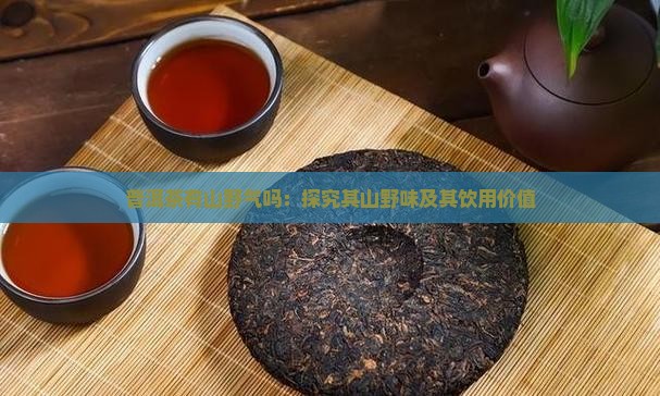 普洱茶有山野气吗：探究其山野味及其饮用价值