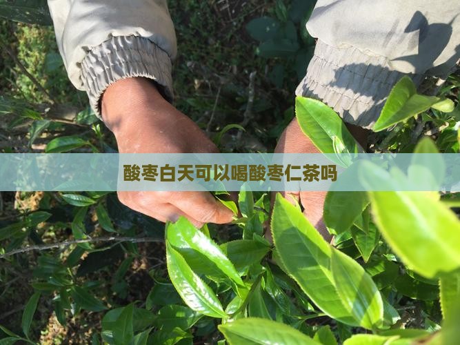 酸枣白天可以喝酸枣仁茶吗