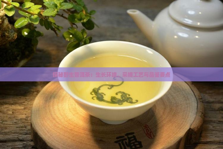 探秘野生普洱茶：生长环境、采摘工艺与品鉴要点