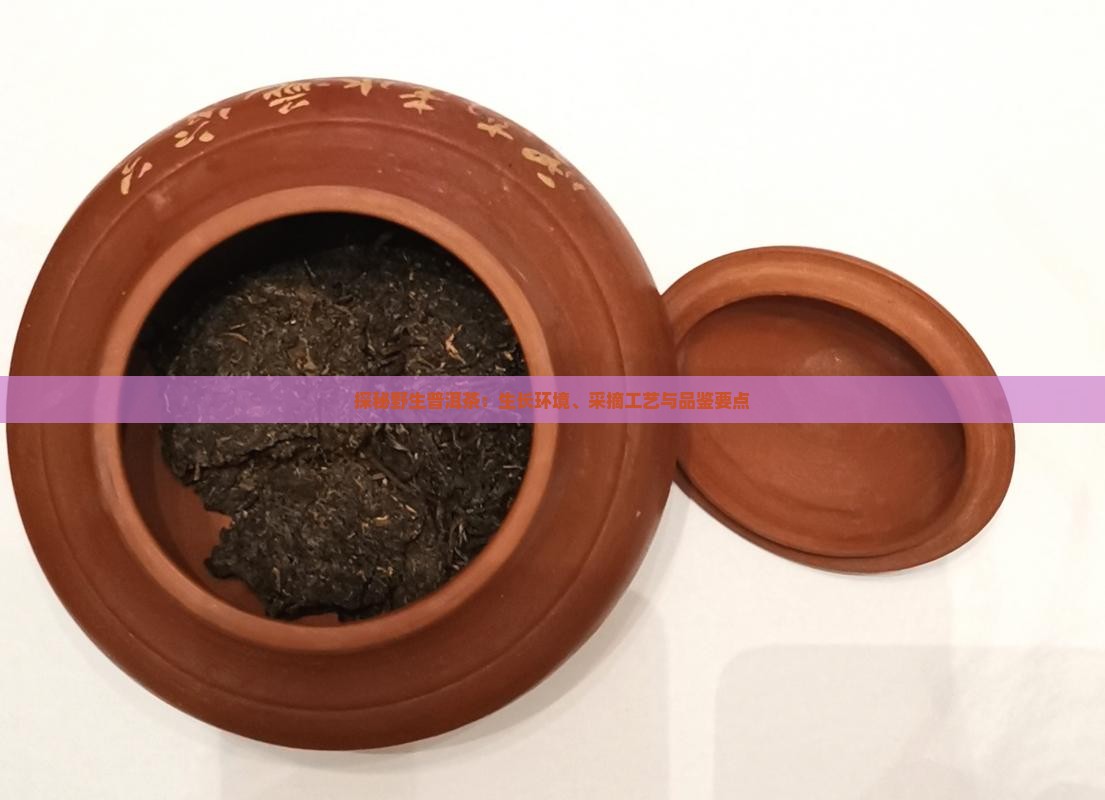探秘野生普洱茶：生长环境、采摘工艺与品鉴要点