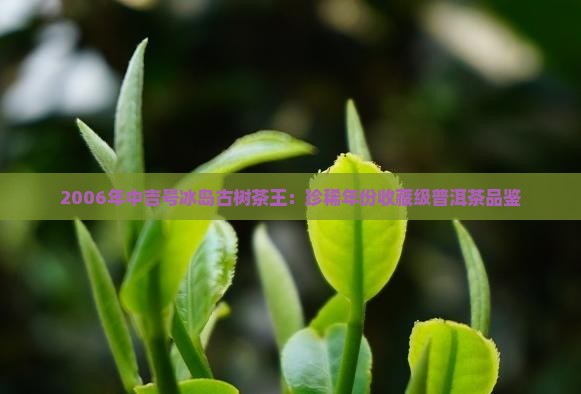 2006年中吉号冰岛古树茶王：珍稀年份收藏级普洱茶品鉴