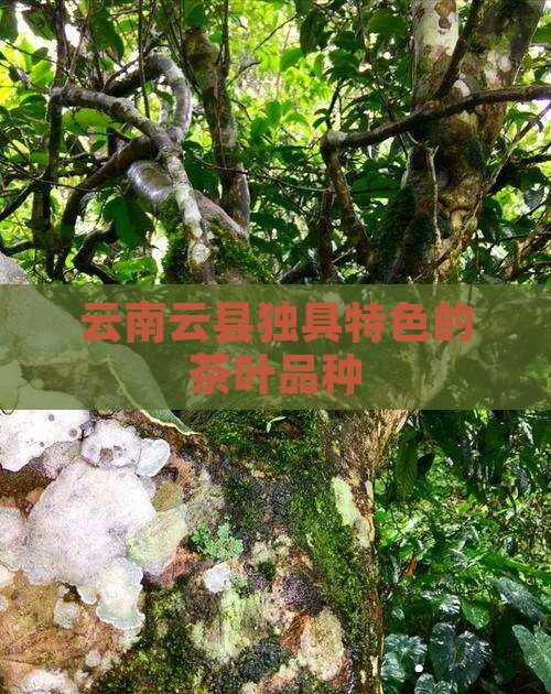 云南云县独具特色的茶叶品种