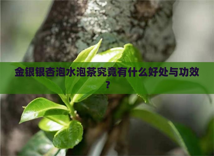 金银银杏泡水泡茶究竟有什么好处与功效？