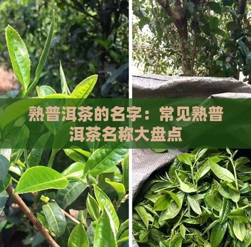 熟普洱茶的名字：常见熟普洱茶名称大盘点