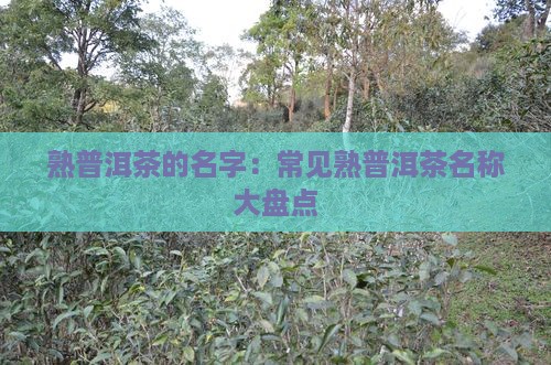 熟普洱茶的名字：常见熟普洱茶名称大盘点