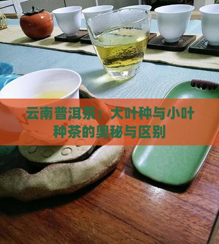 云南普洱茶：大叶种与小叶种茶的奥秘与区别