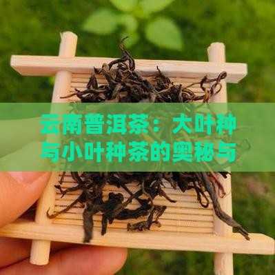 云南普洱茶：大叶种与小叶种茶的奥秘与区别