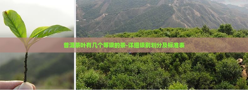 普洱茶叶有几个等级的茶-详细级别划分及标准表