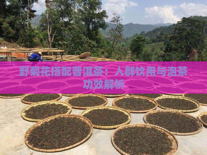 野菊花搭配普洱茶：人群饮用与泡茶功效解析