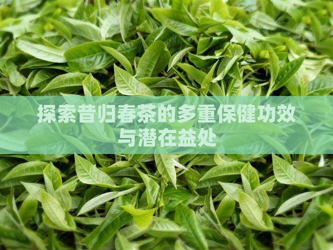 探索昔归春茶的多重保健功效与潜在益处