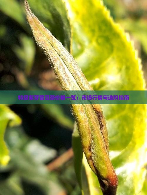 特级紫芽普洱茶价格一览：市场行情与选购指南