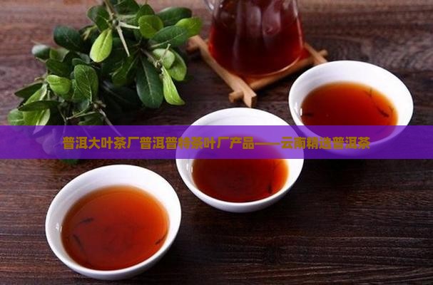 普洱大叶茶厂普洱普特茶叶厂产品——云南精选普洱茶