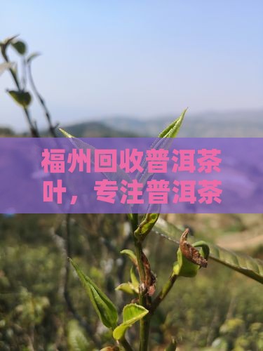 福州回收普洱茶叶，专注普洱茶求购服务