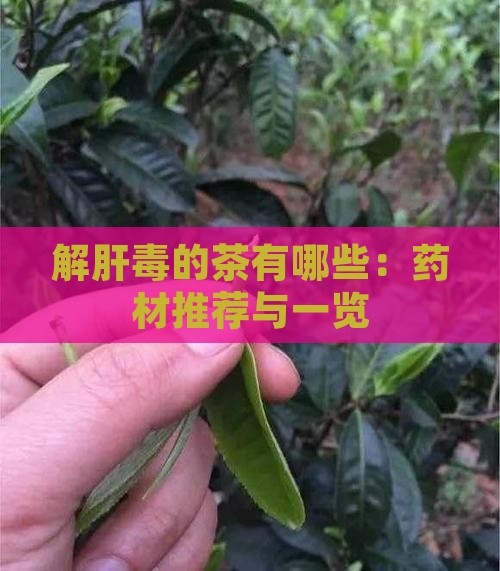 解肝毒的茶有哪些：药材推荐与一览