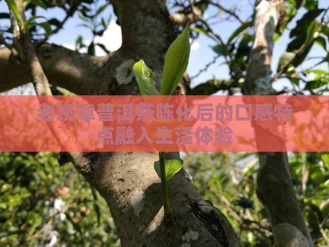 老班章普洱茶陈化后的口感特点融入生活体验