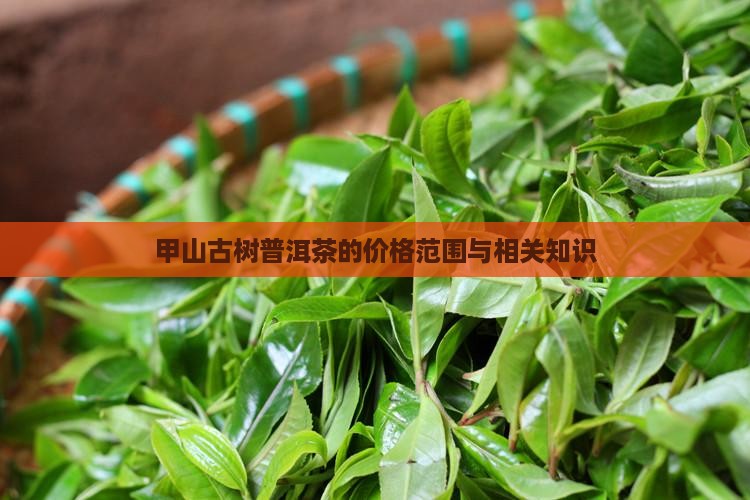甲山古树普洱茶的价格范围与相关知识