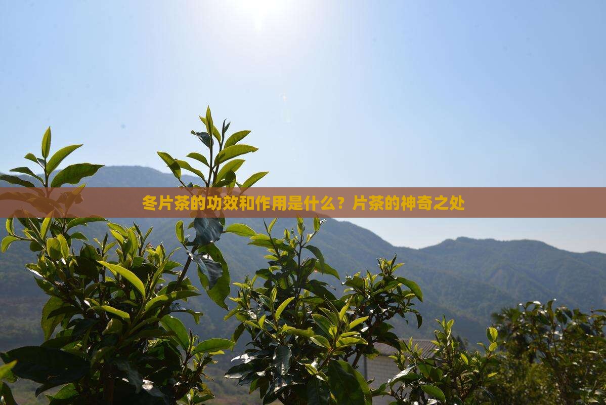 冬片茶的功效和作用是什么？片茶的神奇之处